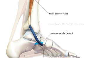 calcaneonavicular-ligament_blog